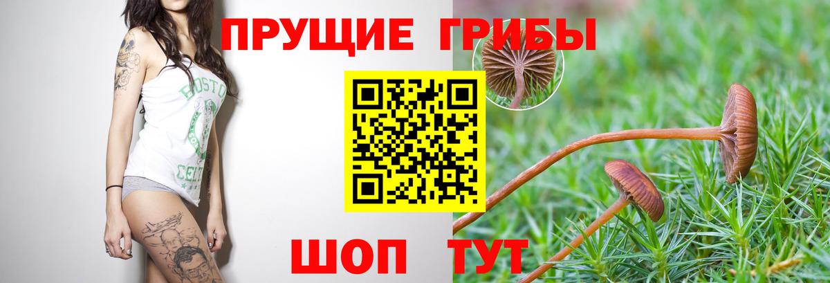 как найти закладки  Галлюциногенные грибы мицелий  Вход с VPN  Ртищево 